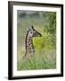 Baby Giraffe, Maasai Mara National Reserve, Kenya-Keren Su-Framed Photographic Print