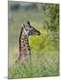 Baby Giraffe, Maasai Mara National Reserve, Kenya-Keren Su-Mounted Photographic Print