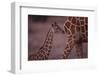 Baby Giraffe-DLILLC-Framed Photographic Print