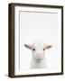 Baby Goat-Tai Prints-Framed Photographic Print