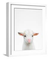 Baby Goat-Tai Prints-Framed Photographic Print