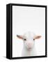 Baby Goat-Tai Prints-Framed Stretched Canvas