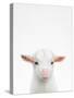 Baby Goat-Tai Prints-Stretched Canvas