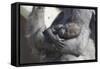 Baby Gorilla Cradling in Mother's Arms-DLILLC-Framed Stretched Canvas
