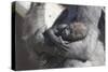 Baby Gorilla Cradling in Mother's Arms-DLILLC-Stretched Canvas