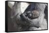 Baby Gorilla Cradling in Mother's Arms-DLILLC-Framed Stretched Canvas