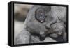 Baby Gorilla Cradling in Mother's Arms-DLILLC-Framed Stretched Canvas