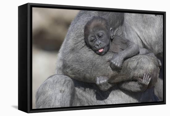 Baby Gorilla Cradling in Mother's Arms-DLILLC-Framed Stretched Canvas