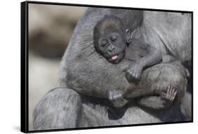 Baby Gorilla Cradling in Mother's Arms-DLILLC-Framed Stretched Canvas