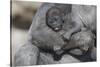 Baby Gorilla Cradling in Mother's Arms-DLILLC-Stretched Canvas