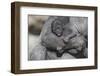 Baby Gorilla Cradling in Mother's Arms-DLILLC-Framed Premium Photographic Print