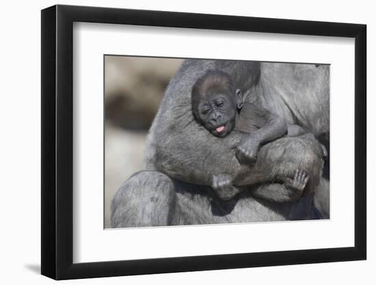 Baby Gorilla Cradling in Mother's Arms-DLILLC-Framed Premium Photographic Print