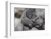 Baby Gorilla Cradling in Mother's Arms-DLILLC-Framed Premium Photographic Print