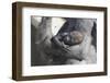 Baby Gorilla Cradling in Mother's Arms-DLILLC-Framed Premium Photographic Print