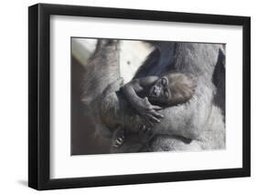 Baby Gorilla Cradling in Mother's Arms-DLILLC-Framed Premium Photographic Print