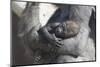 Baby Gorilla Cradling in Mother's Arms-DLILLC-Mounted Premium Photographic Print