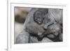 Baby Gorilla Cradling in Mother's Arms-DLILLC-Framed Photographic Print