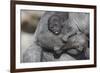 Baby Gorilla Cradling in Mother's Arms-DLILLC-Framed Photographic Print