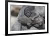 Baby Gorilla Cradling in Mother's Arms-DLILLC-Framed Photographic Print