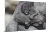 Baby Gorilla Cradling in Mother's Arms-DLILLC-Mounted Photographic Print