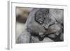 Baby Gorilla Cradling in Mother's Arms-DLILLC-Framed Photographic Print