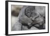 Baby Gorilla Cradling in Mother's Arms-DLILLC-Framed Photographic Print
