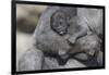 Baby Gorilla Cradling in Mother's Arms-DLILLC-Framed Photographic Print