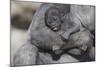 Baby Gorilla Cradling in Mother's Arms-DLILLC-Mounted Photographic Print