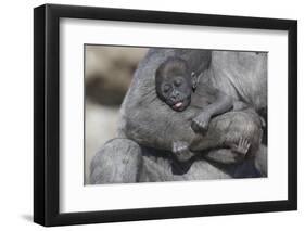 Baby Gorilla Cradling in Mother's Arms-DLILLC-Framed Photographic Print