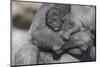 Baby Gorilla Cradling in Mother's Arms-DLILLC-Mounted Photographic Print