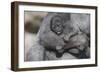 Baby Gorilla Cradling in Mother's Arms-DLILLC-Framed Photographic Print