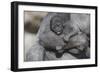 Baby Gorilla Cradling in Mother's Arms-DLILLC-Framed Photographic Print