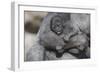 Baby Gorilla Cradling in Mother's Arms-DLILLC-Framed Photographic Print