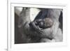 Baby Gorilla Cradling in Mother's Arms-DLILLC-Framed Photographic Print