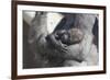 Baby Gorilla Cradling in Mother's Arms-DLILLC-Framed Photographic Print