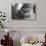 Baby Gorilla Cradling in Mother's Arms-DLILLC-Photographic Print displayed on a wall