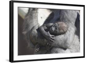 Baby Gorilla Cradling in Mother's Arms-DLILLC-Framed Photographic Print