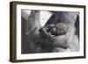 Baby Gorilla Cradling in Mother's Arms-DLILLC-Framed Photographic Print