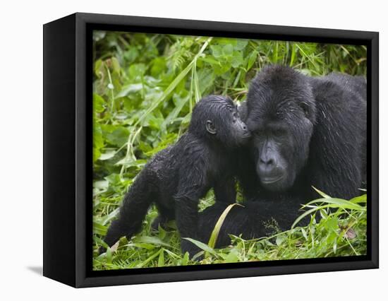 Baby Gorilla Kisses Silverback Male-Paul Souders-Framed Stretched Canvas