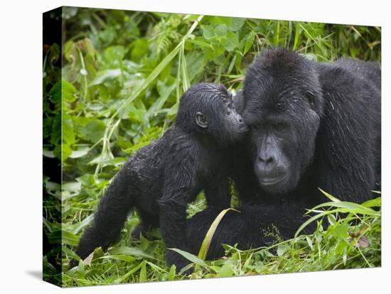 Baby Gorilla Kisses Silverback Male-Paul Souders-Stretched Canvas