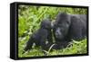 Baby Gorilla Kisses Silverback Male-null-Framed Stretched Canvas