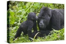 Baby Gorilla Kisses Silverback Male-null-Stretched Canvas