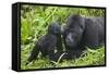 Baby Gorilla Kisses Silverback Male-null-Framed Stretched Canvas