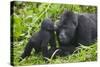 Baby Gorilla Kisses Silverback Male-null-Stretched Canvas