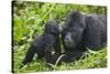 Baby Gorilla Kisses Silverback Male-null-Stretched Canvas