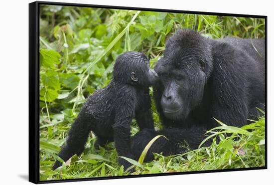 Baby Gorilla Kisses Silverback Male-null-Framed Stretched Canvas