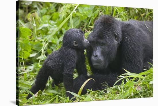 Baby Gorilla Kisses Silverback Male-null-Stretched Canvas