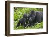 Baby Gorilla Kisses Silverback Male-null-Framed Premium Photographic Print