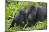 Baby Gorilla Kisses Silverback Male-null-Mounted Premium Photographic Print