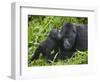 Baby Gorilla Kisses Silverback Male-Paul Souders-Framed Photographic Print